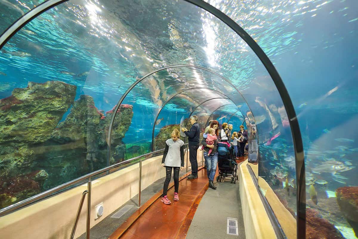 Children looking at fish from the Underwater tunnel
