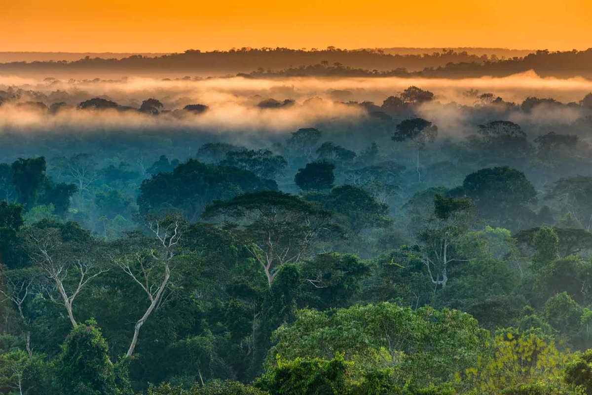 View of Amazon rainforest at sunset
