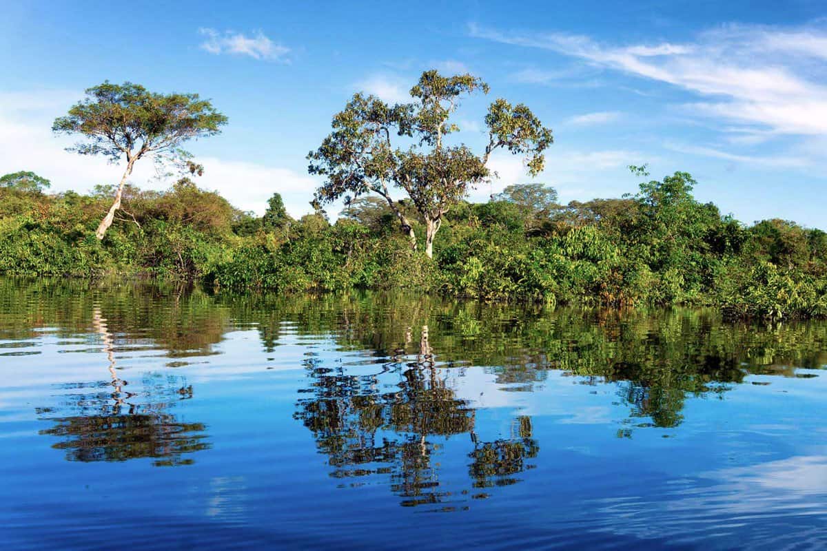 view of the rainforest-covered shore from a boat on the Amazon river