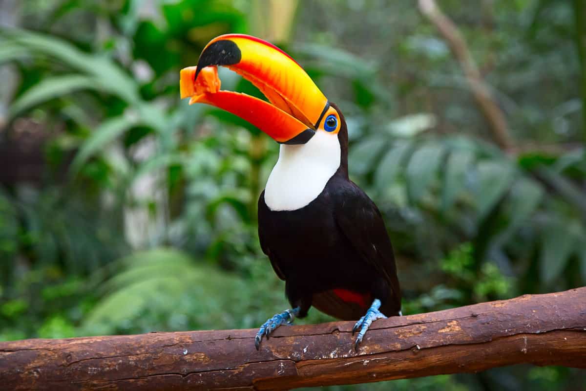 Toucan bird in the rainforest