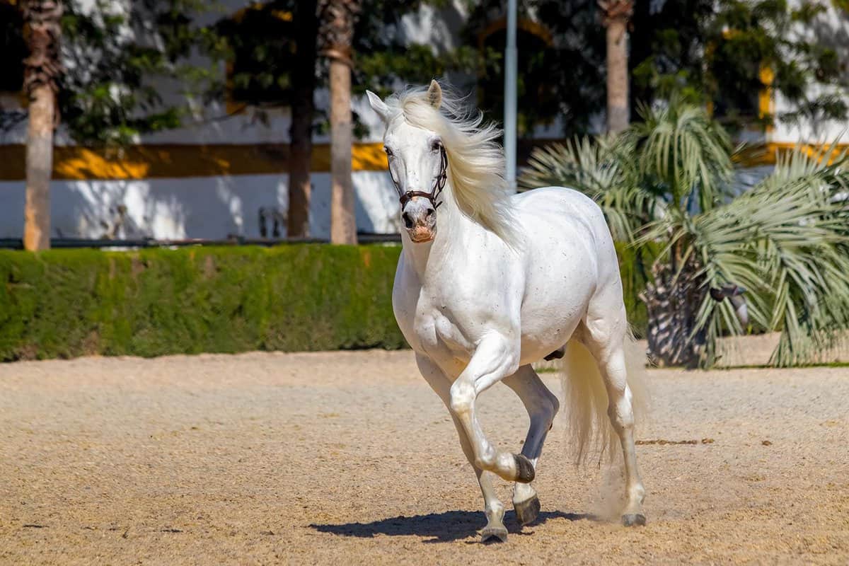 A white Andalusian stallion trotting outside
