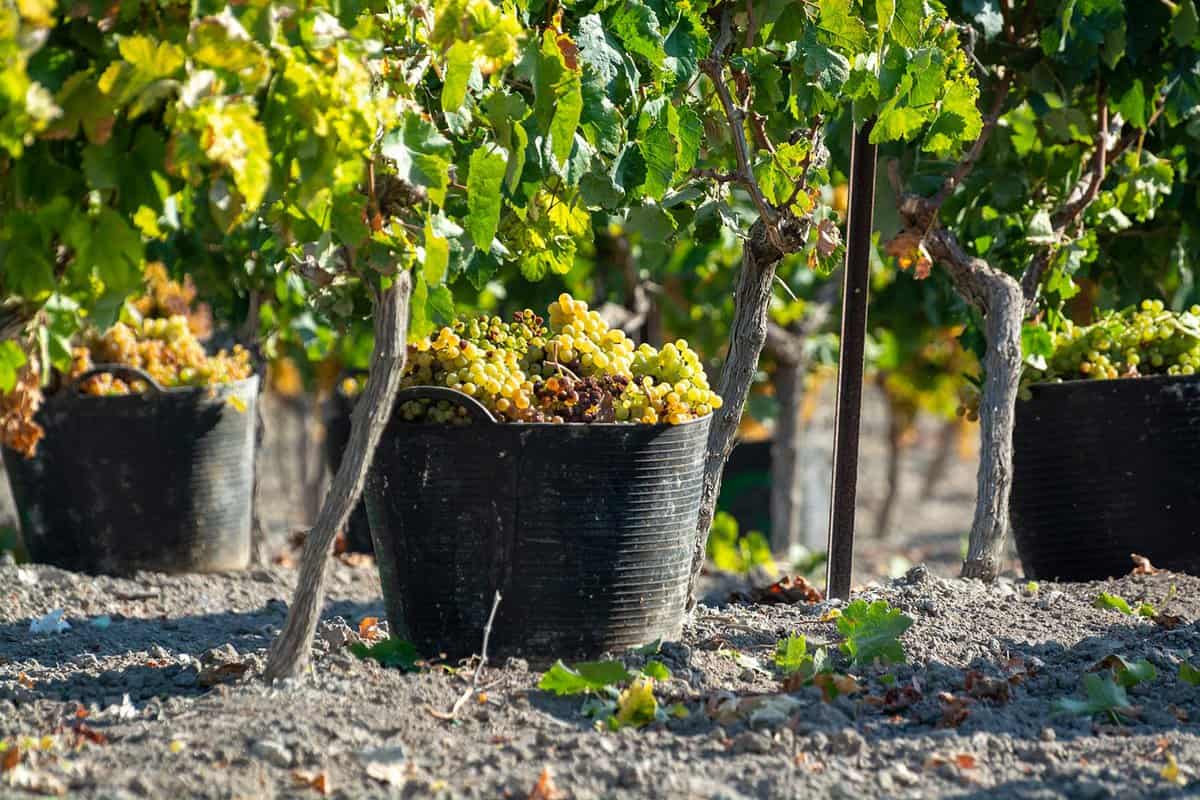 A bucket full of grapes placed underneath a vineyard plant