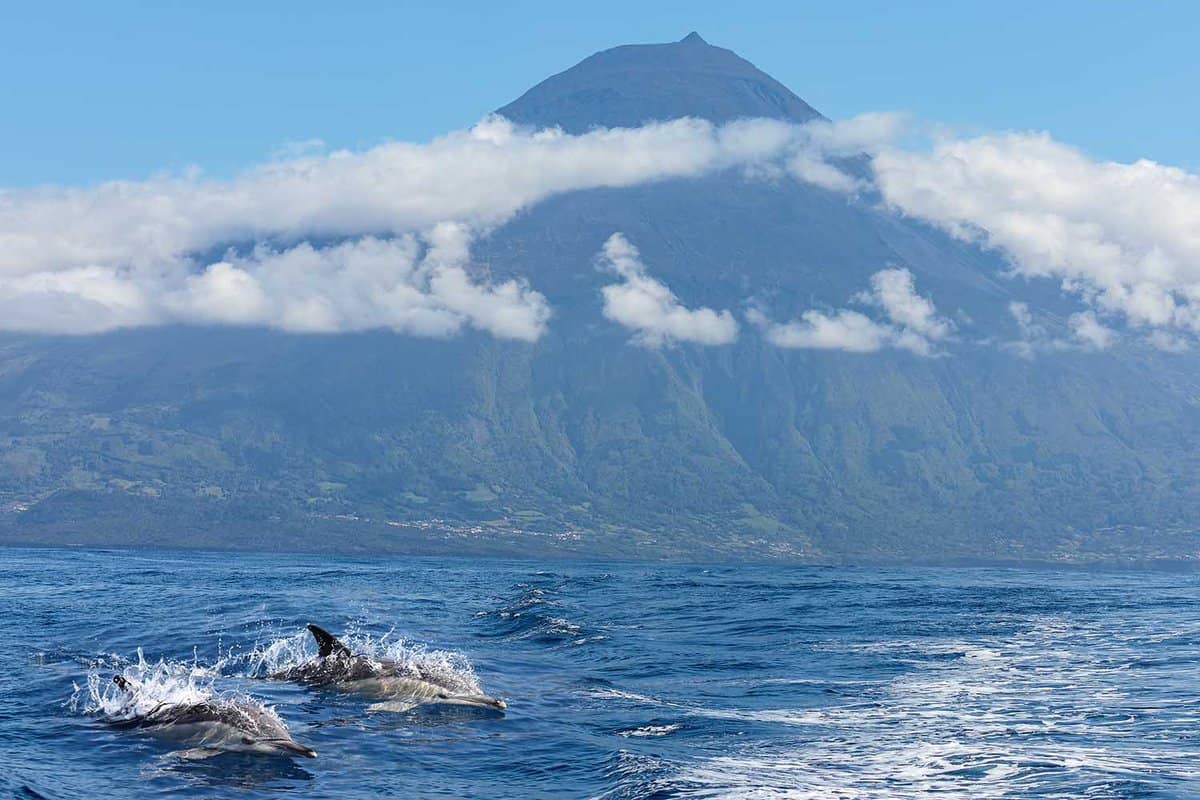 Pair of Common Dolphins in front of volcano Pico, Azores islands