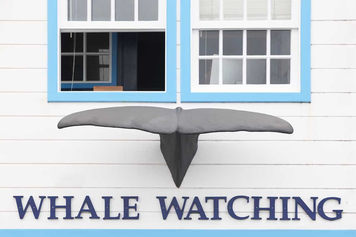 Whale watching building facade with whale tale in Azores
