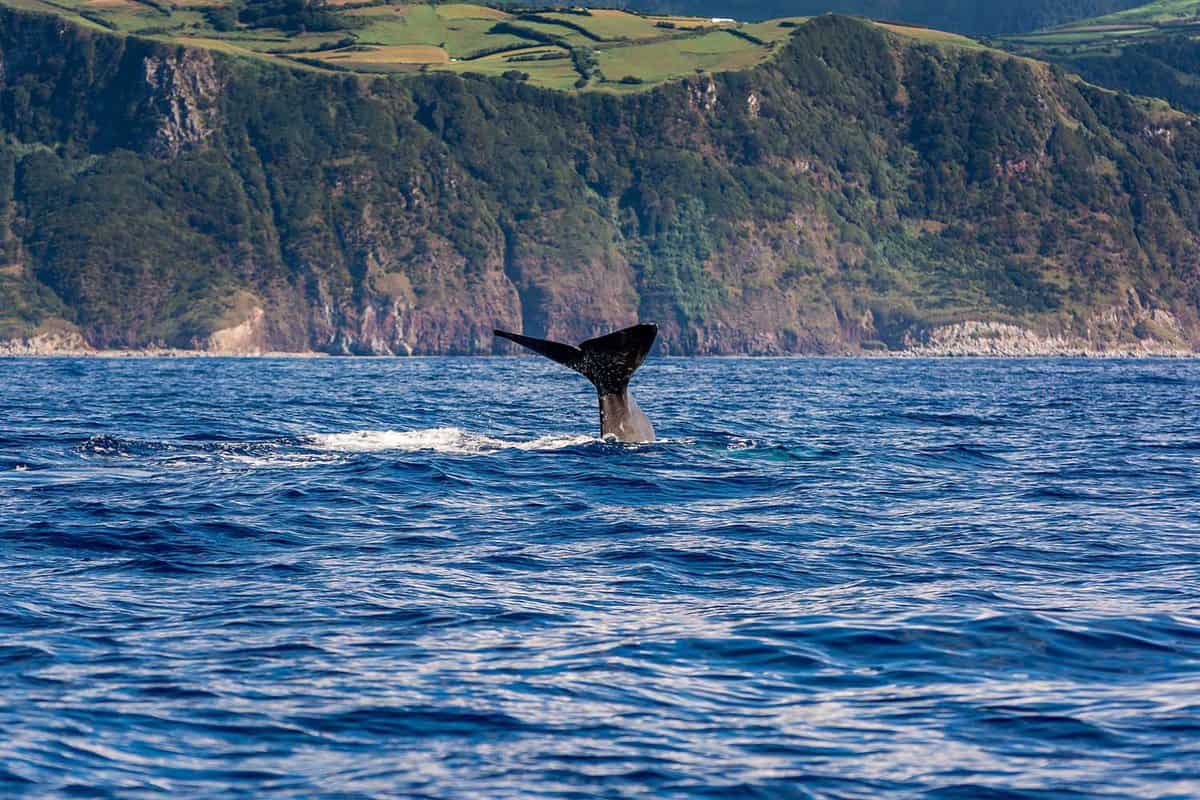 Tail of a sperm whale sticking out of the ocean