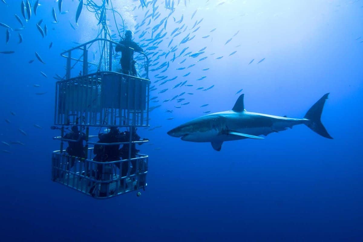great white shark swims around the cage in deep blue water