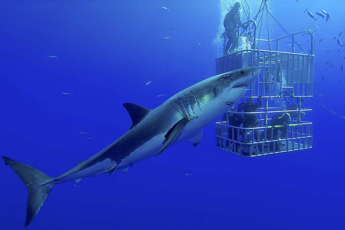 great white shark swims around the cage in deep blue water