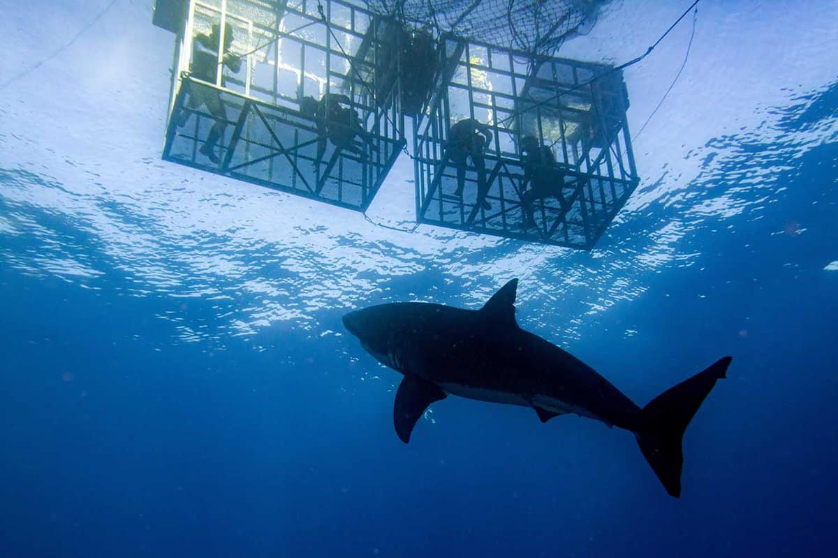 Looking up from ocean to see shark circling beneath the cage