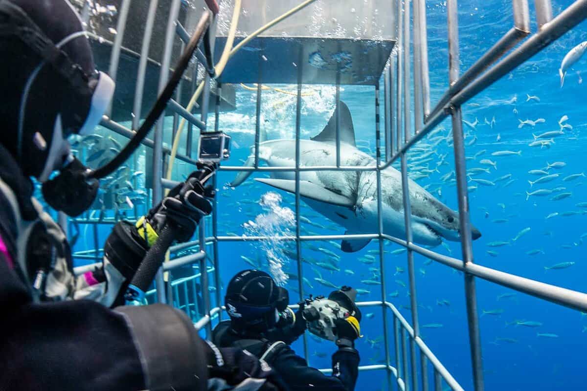 View out from the cage to see a shark swimming by