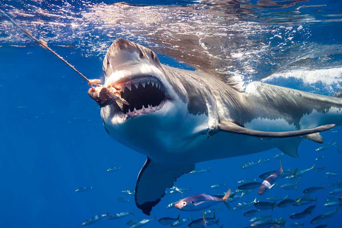 Great White Sharks of Guadalupe Island biting a bait ball