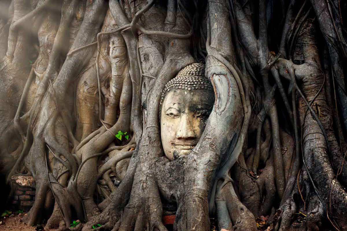 Religious statue hidden within banyan tree