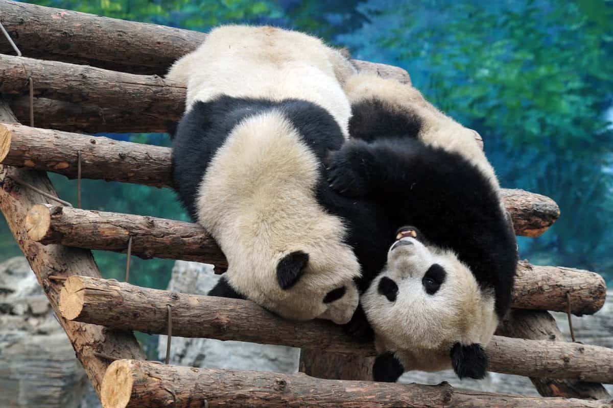 Two giant panda wrestling bears in Beijing Zoo, China.