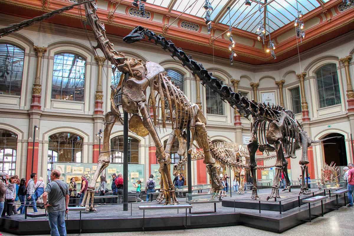 Giant T-Rex fossil on display inside the Berlin Natural History Museum of Berlin