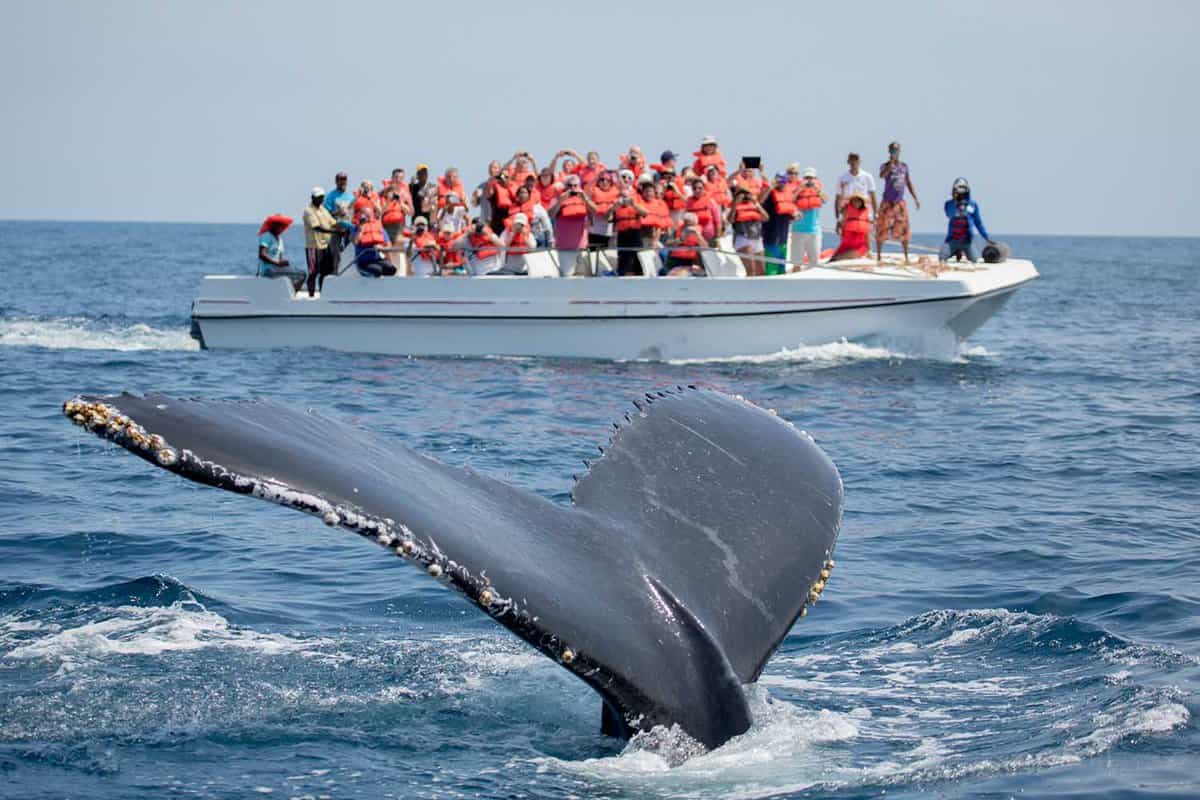 Humpback whale tail in Samana, Dominican republic and torist whale watching boat