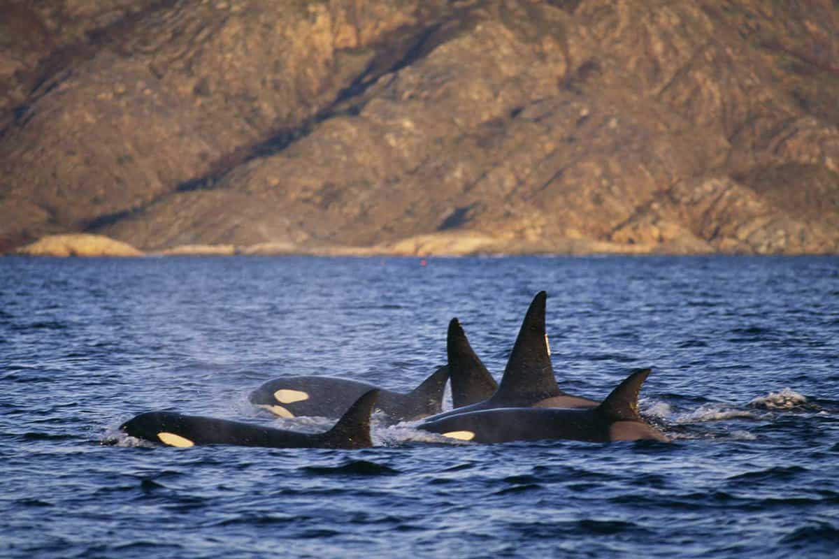 Group of killer whales in the fjords north of Tromso, Norway
