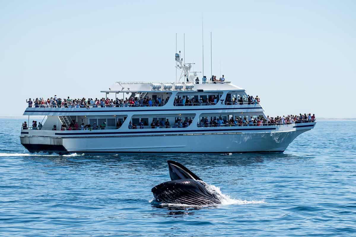 Passnegers on a packed boat watch a whale breaching at Cape Cod