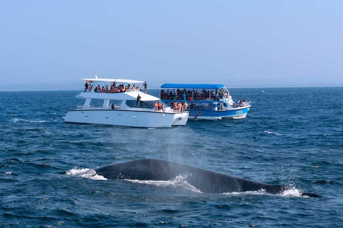 tourists in boats watch a blue whale breaching off southern Sir Lanka