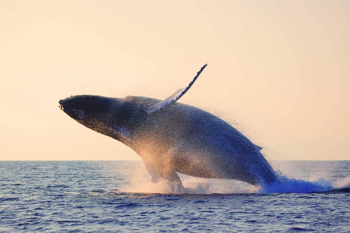 humpback whale breaching at sunset
