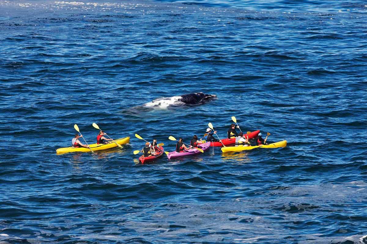 Kayaking with Southern Right Whale, eubalaena australis, Head of Adult at Surface, Near Hermanus in South Africa