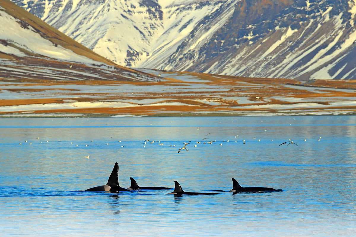 Group of killer whale in beautiful landscape, snow on the hills, near the Iceland mountain coast during winter.