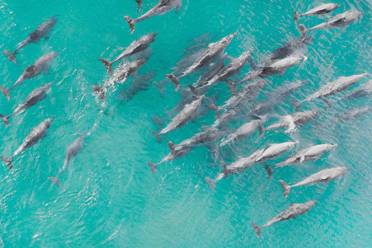 Aerial close up of a dolphin pods swimming in tropical warm blue water.