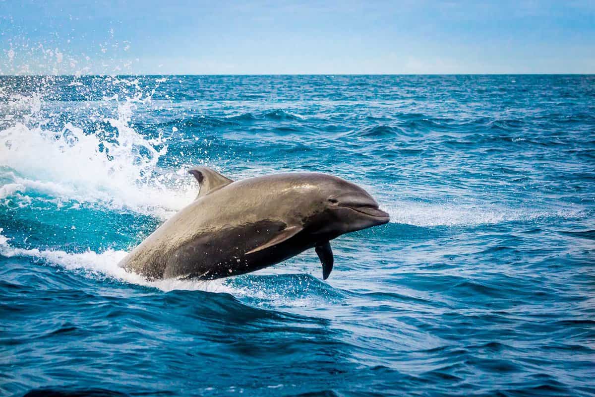 beautiful playful dolphin jumping in the ocean at the Galapagos Islands