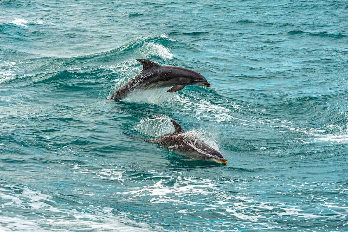 Bay Dolphins breaching, a unique specie that resides in Port Phillip Bay, Australia