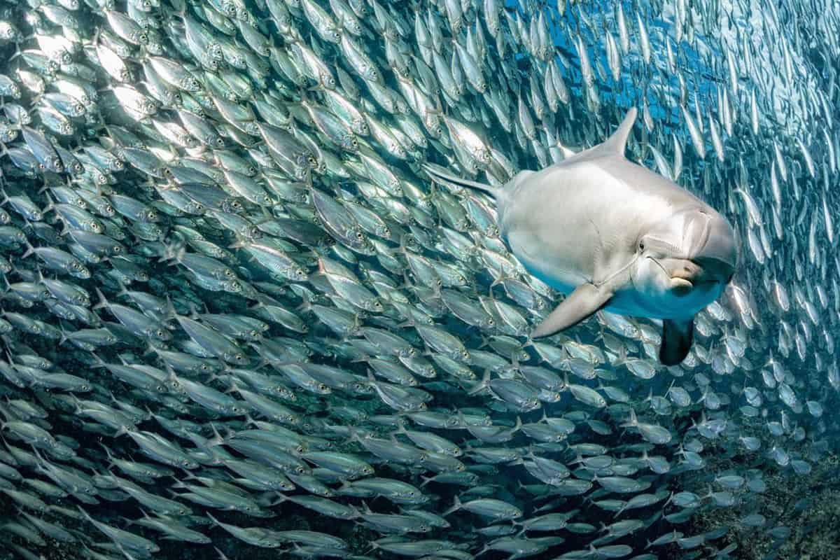 dolphin underwater on reef background looking at you inside a school of sardine fish
