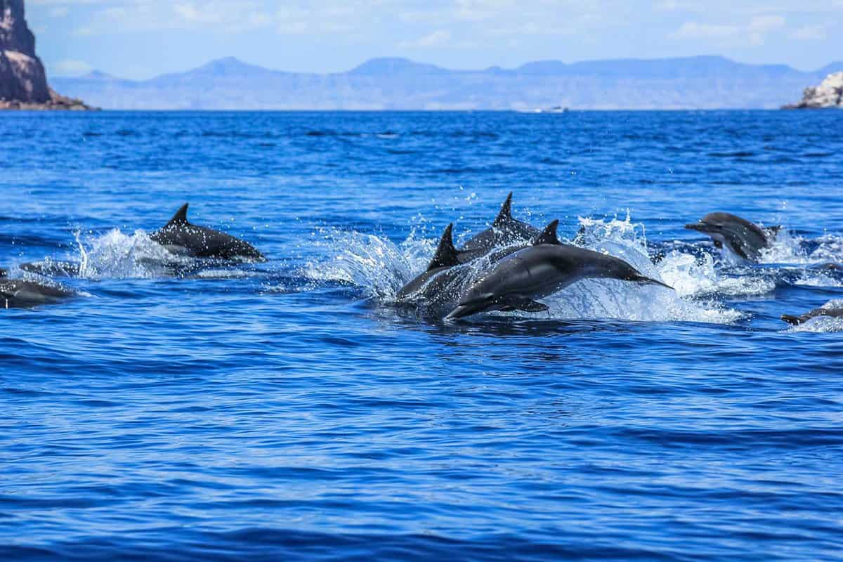 Several dolphins jumping and swimming off the coast of La Paz and close to Isla Espiritu Santo in Baja California, Mexico.