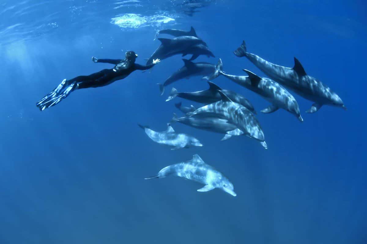 A diver swimming amongs blue dolphins