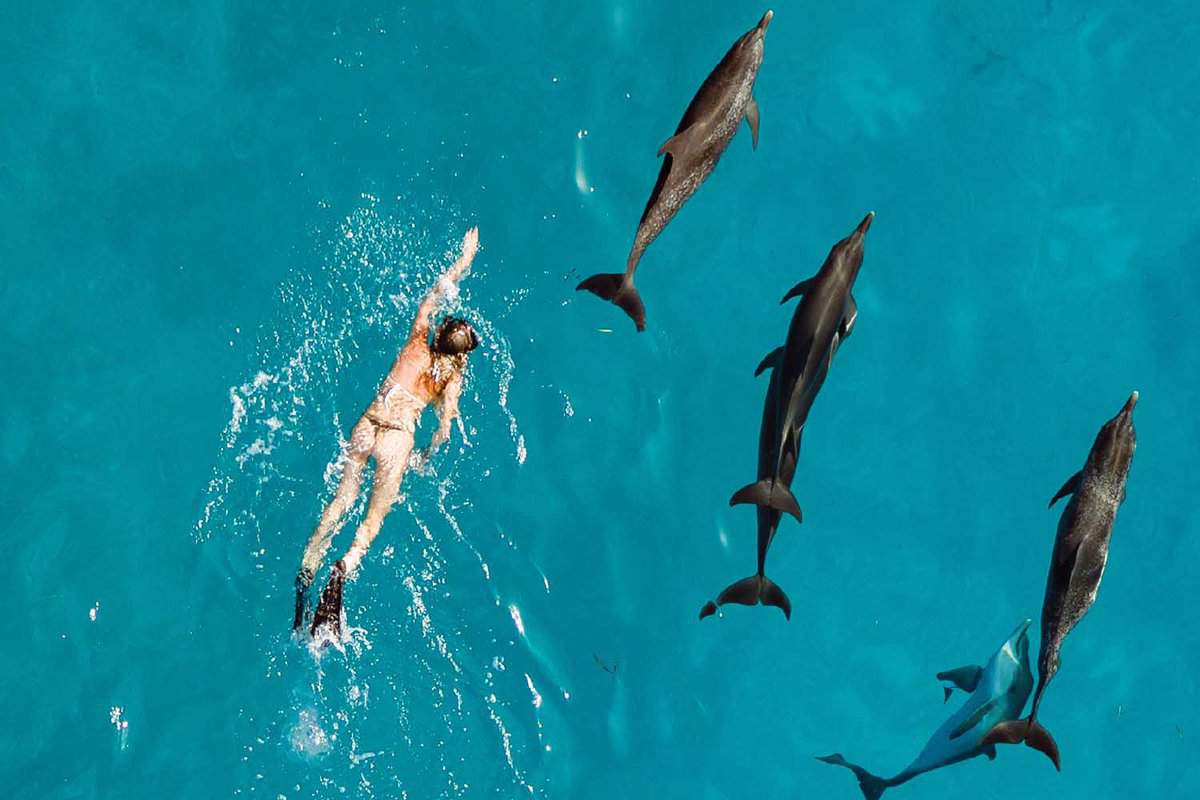 view-all-bahamas-dolphin-swims-on-sale-emergencydentistry