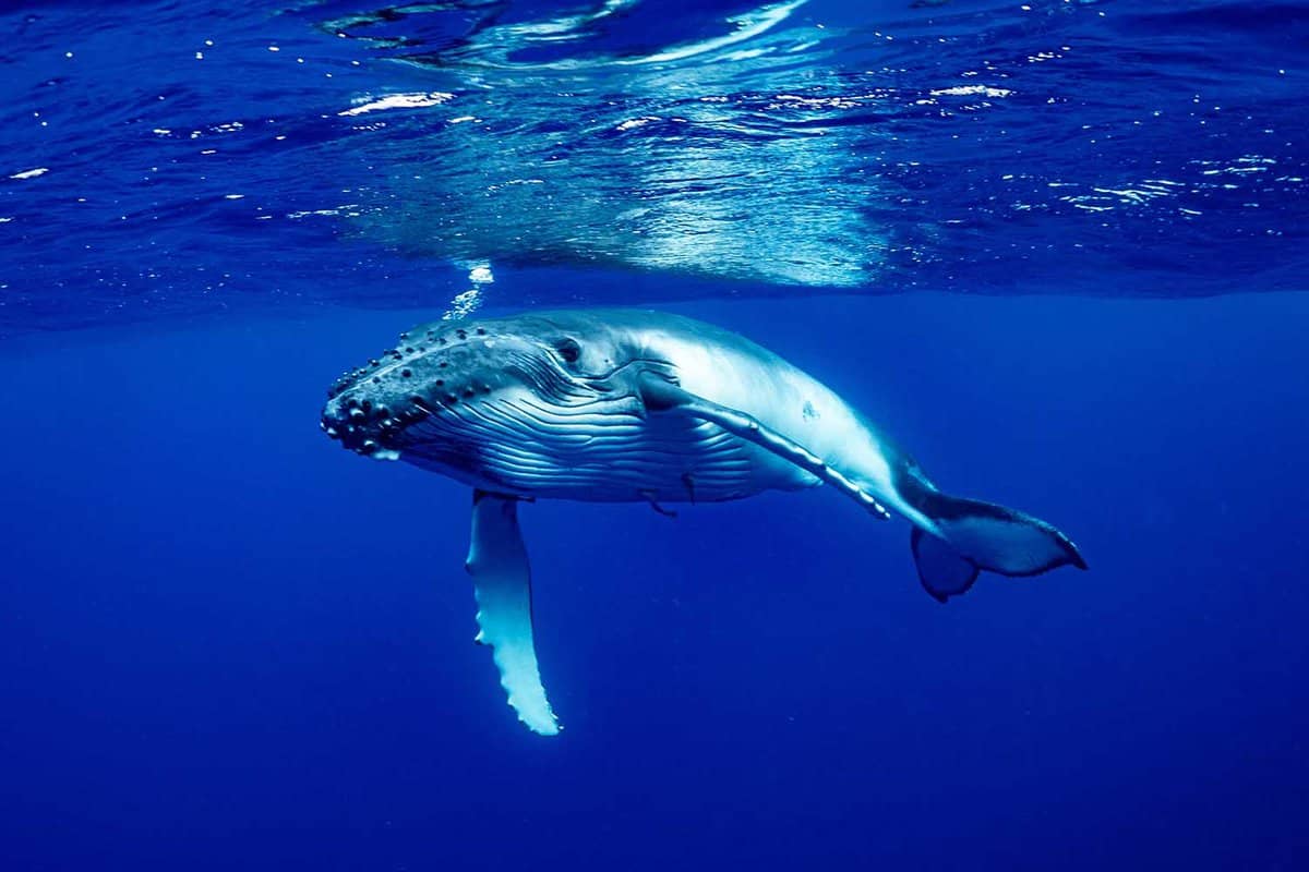 Humpback Whale in clear blue water at Vava'u, Tonga