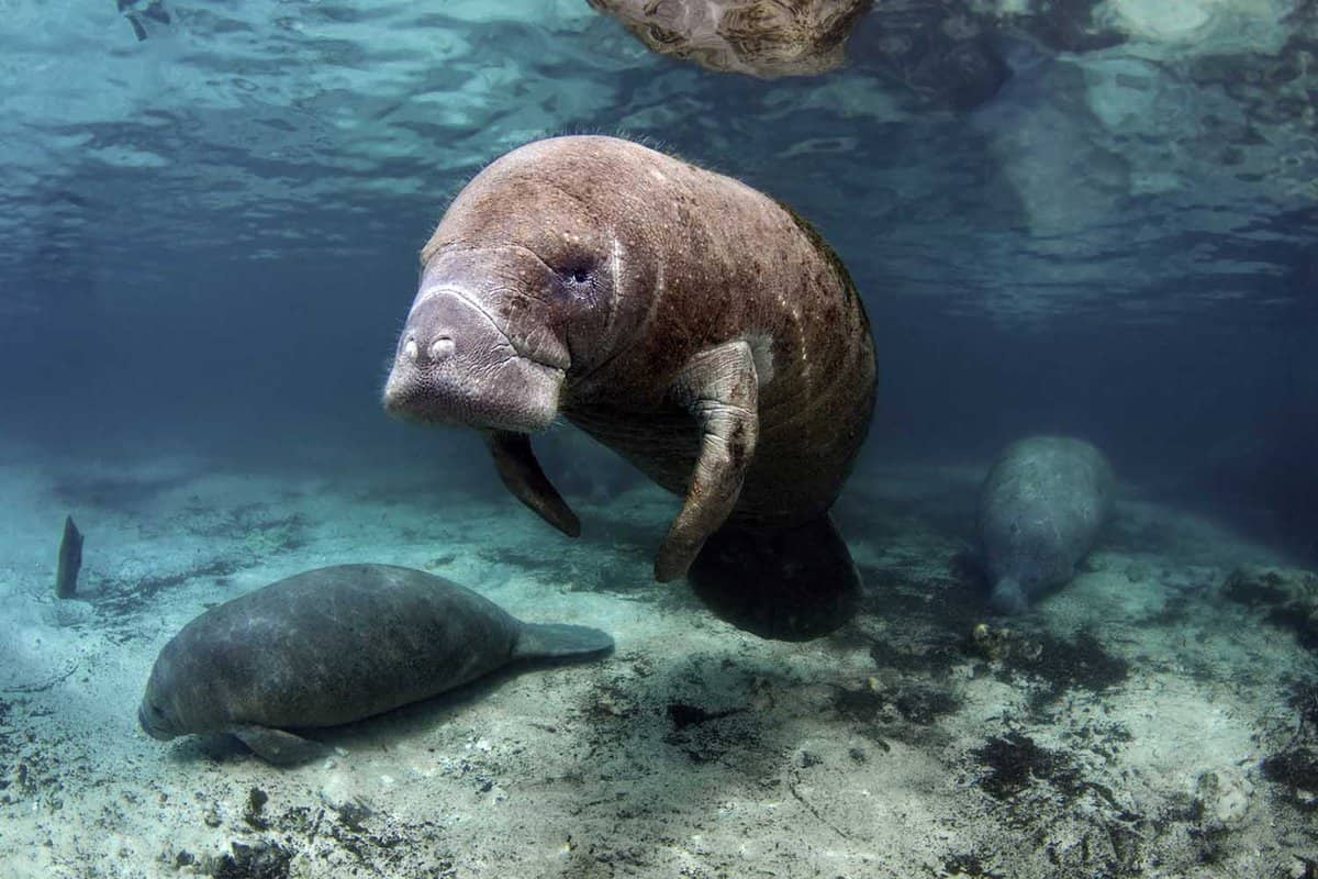 Underwater close up of a West India Manatee in the Crystal River