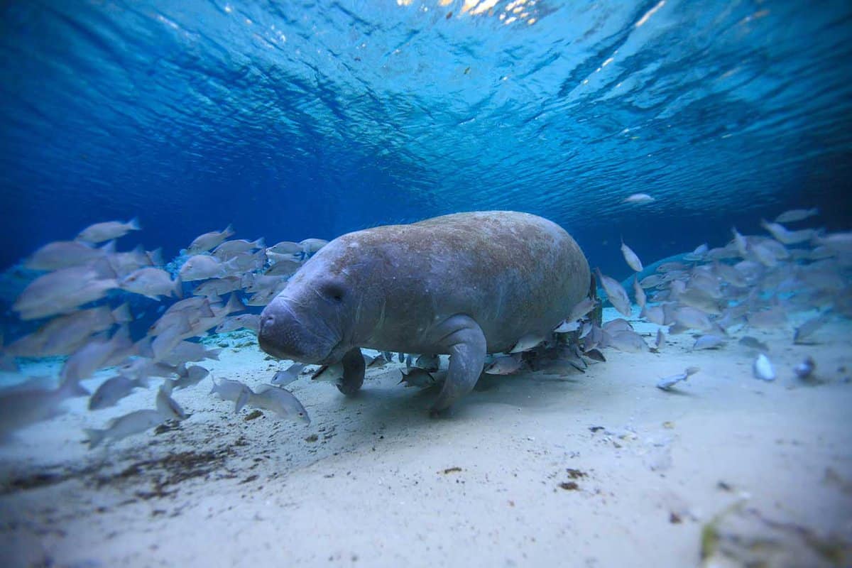 Underwater close up of a West India Manatee in the Crystal River