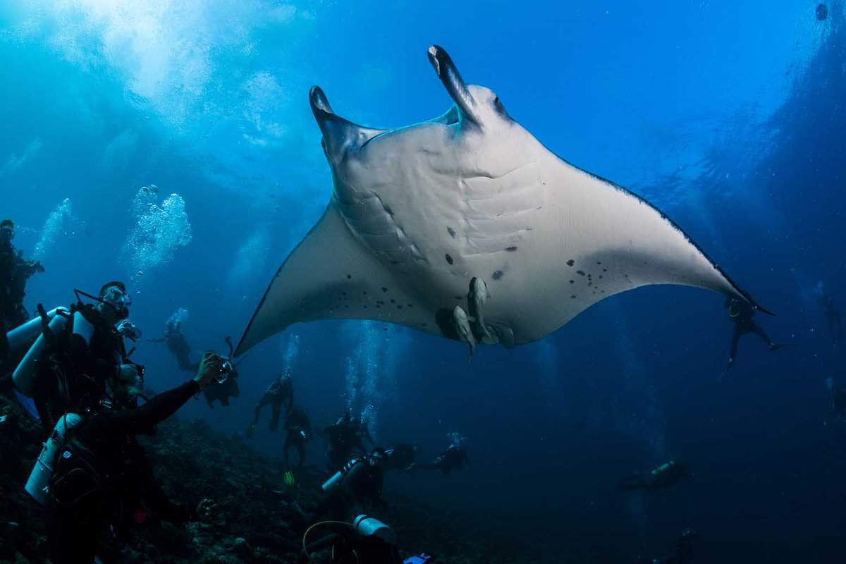 Manta ray over divers in Kona, Hawaii