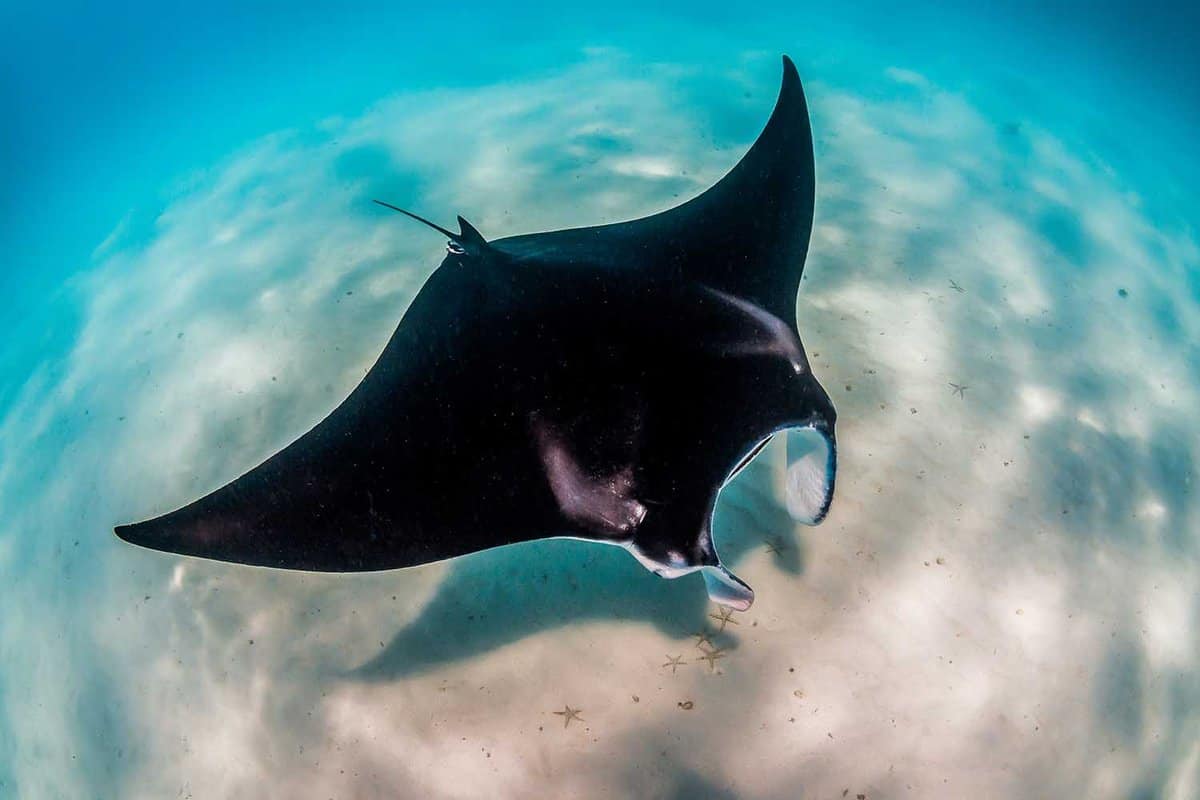 looking down on a manta ray swimming close to the sea bed