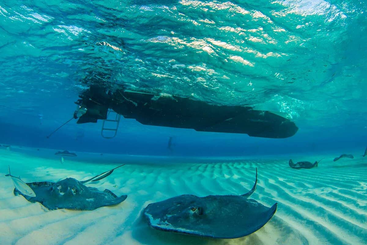 Southern stingray in their natural habitat in the warm tranquil water in the Cayman Islands. The shots were taken at Stingray City where these magnificent creatures gather
