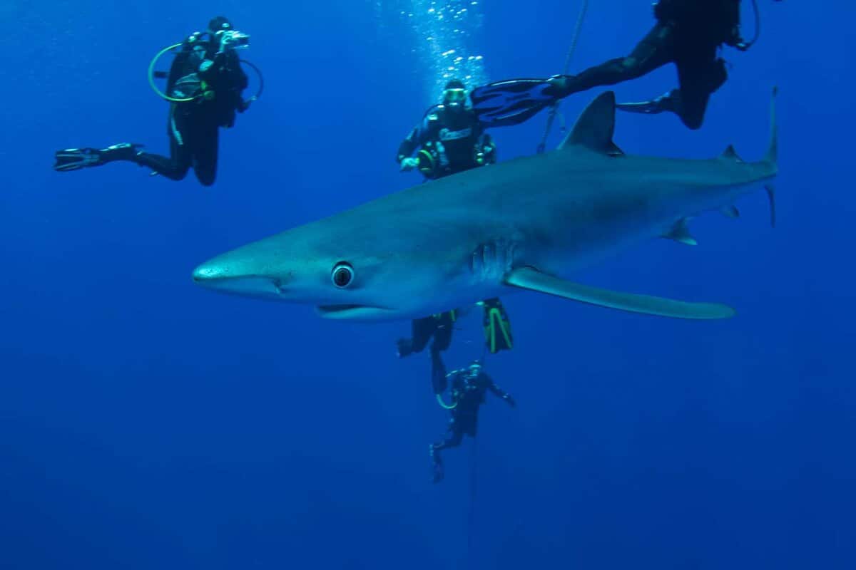 blue shark surrounded by divers