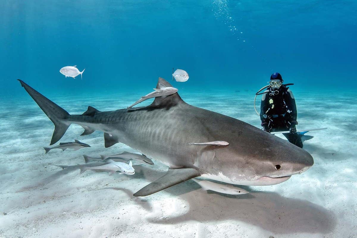 Diver close to a tiger shark known as 'Lady'
