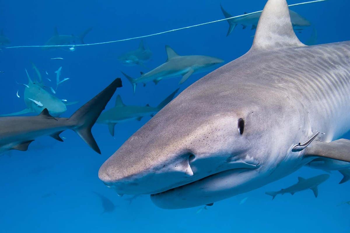Tiger shark with lots of caribbean reef sharks close to the surface.