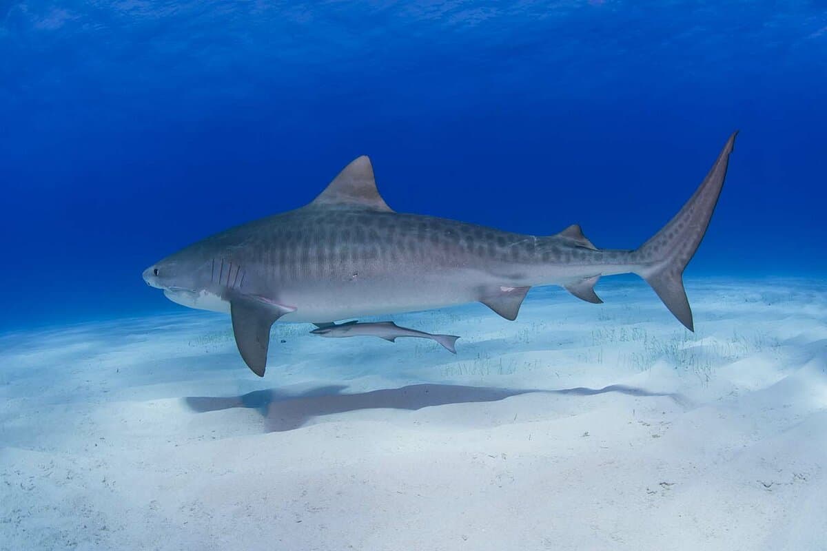Tiger shark close to the ground with shadow on the sand in clear blue water