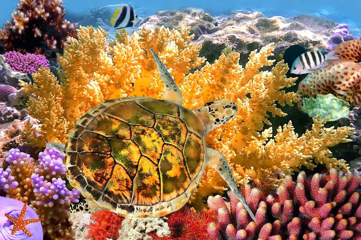 Underwater landscape with couple of Butterfly fishes and turtle