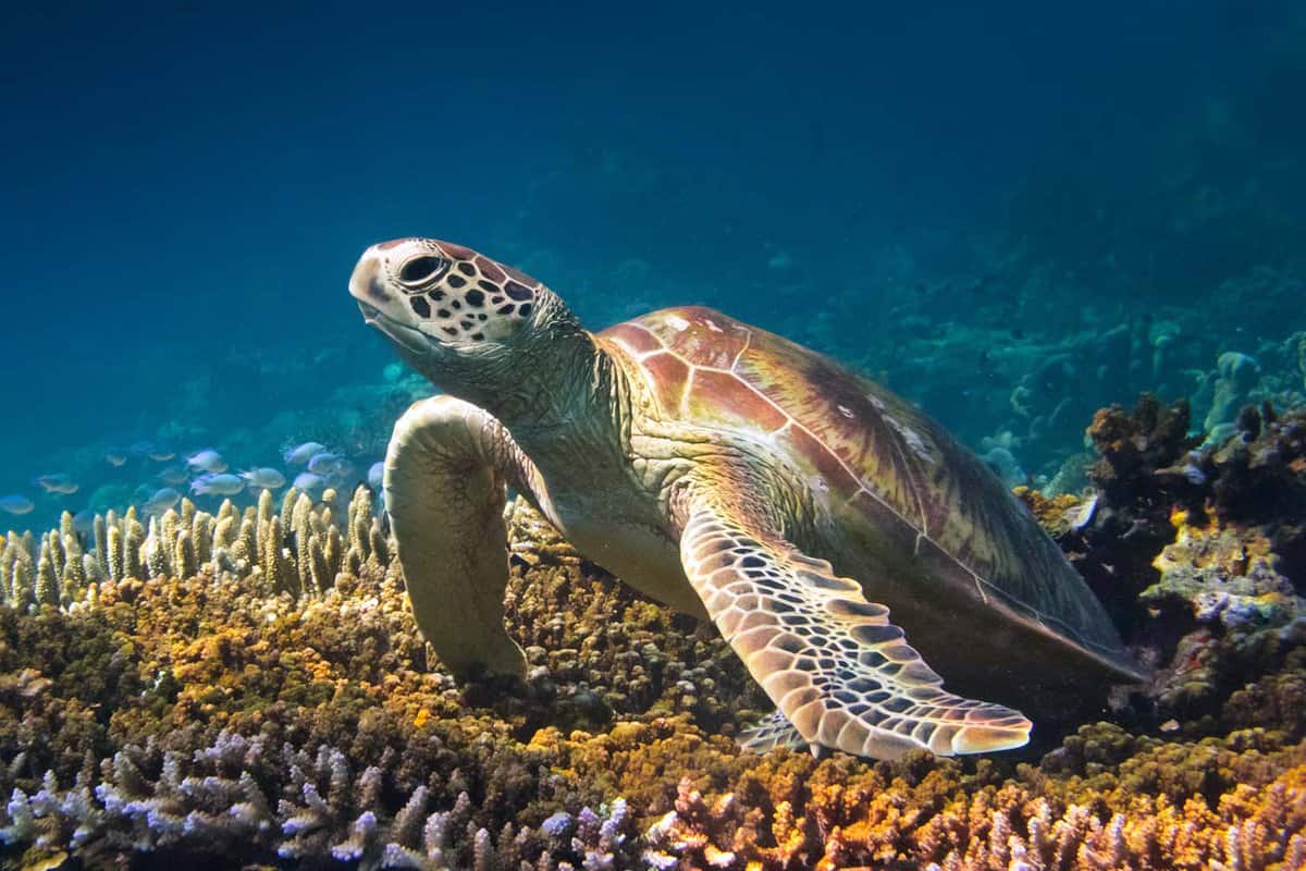 close up of a green turtle resting on coral sea bed