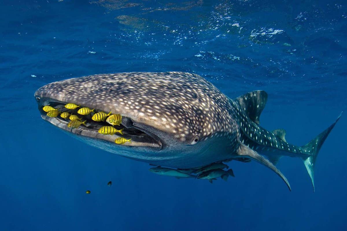 Golden trevally swim with a whale shark in Cenderawasih Bay, Indonesia