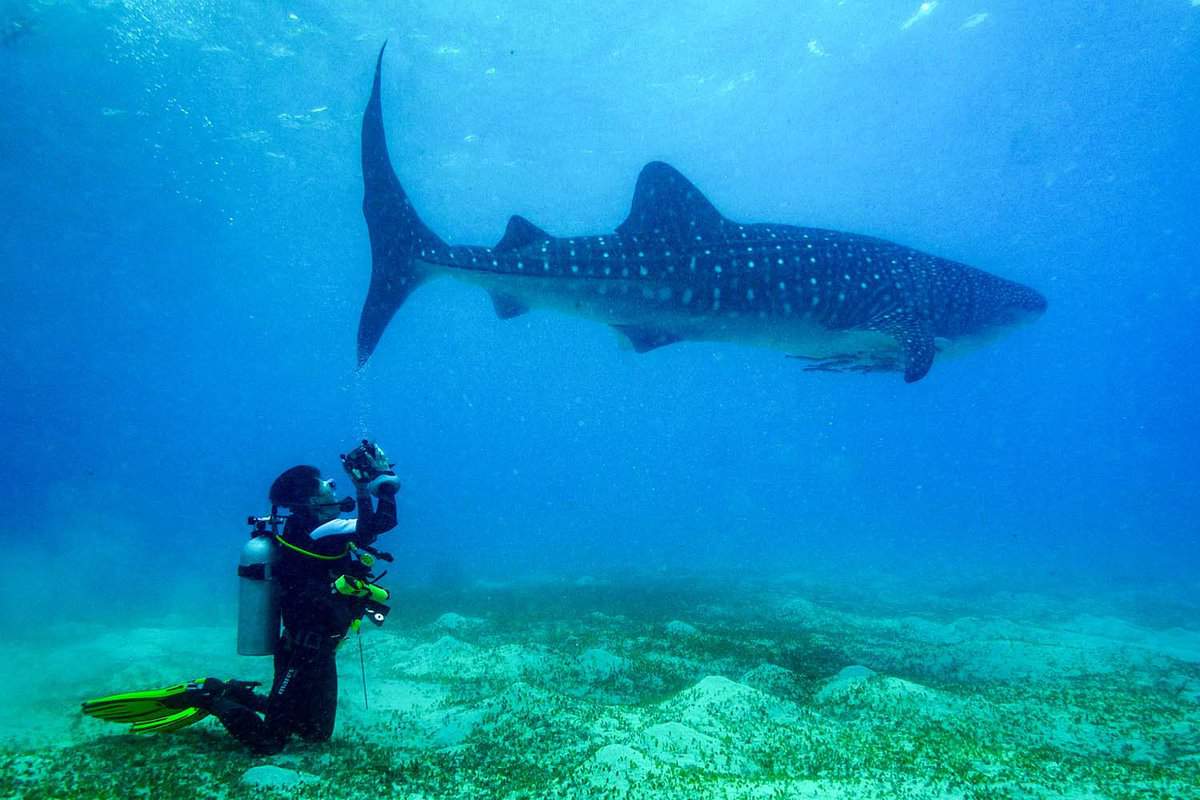 Whale shark and underwater photographer/diver on the sea bed