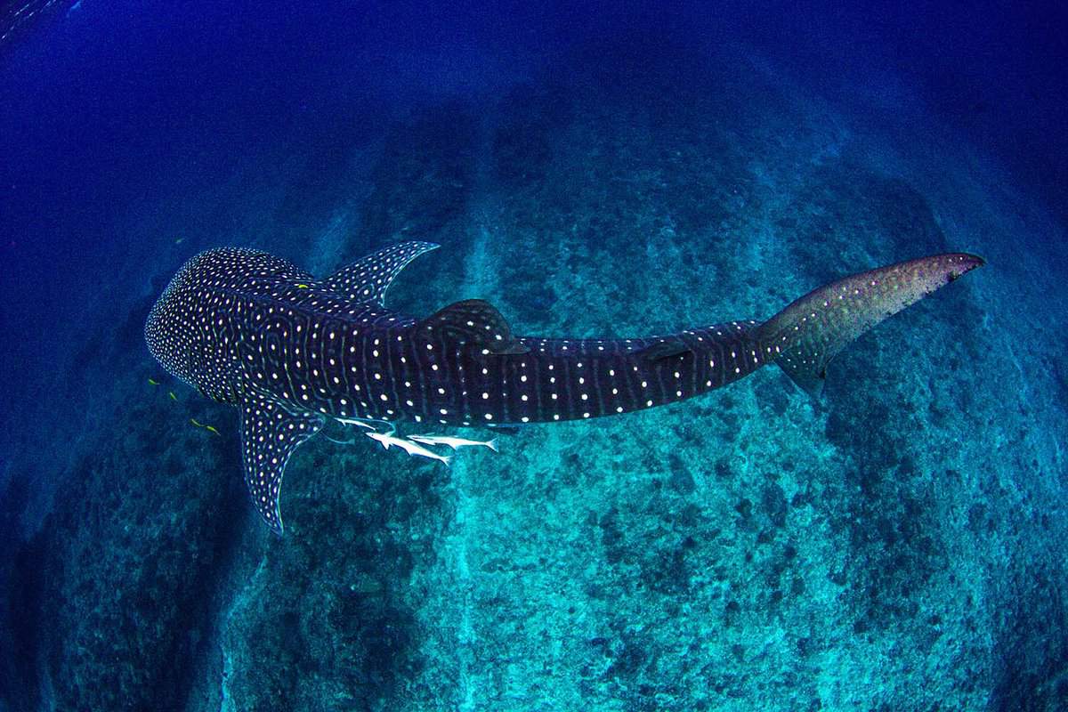 The amazing spot patterns of the worlds largest fish- the whale shark cruising in crystal clear water