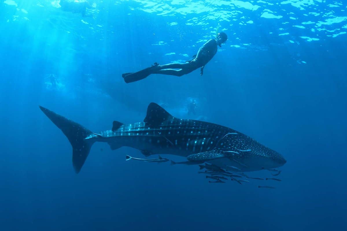 Whale shark with man snorkelling above