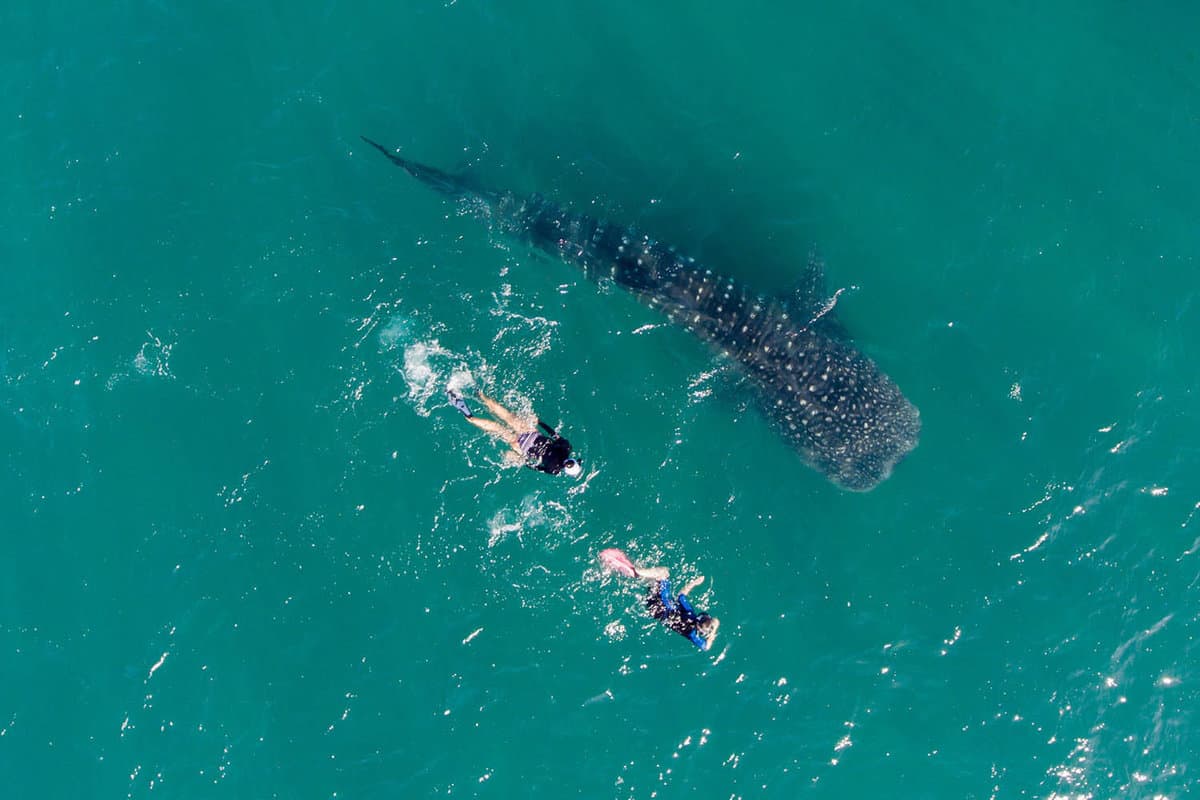 aerial view of two people snorkelling with a whale shark