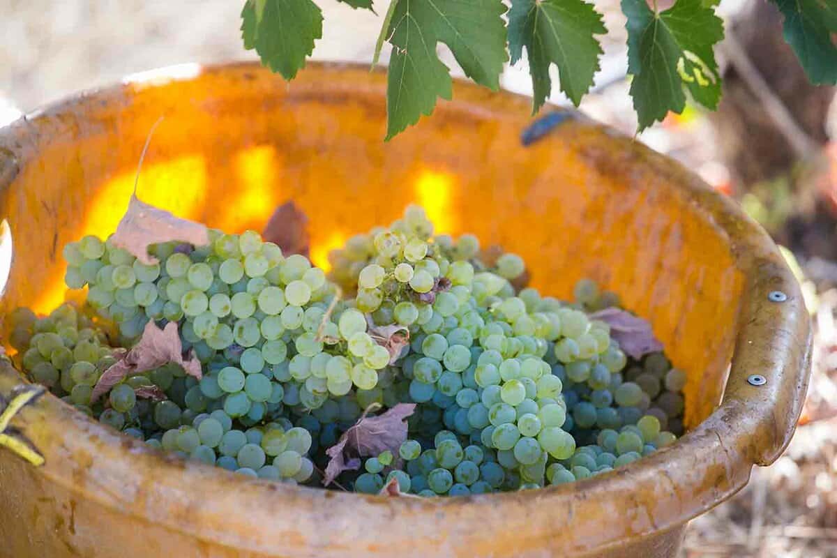 Close up of a bucket full of grapes on a sunny day