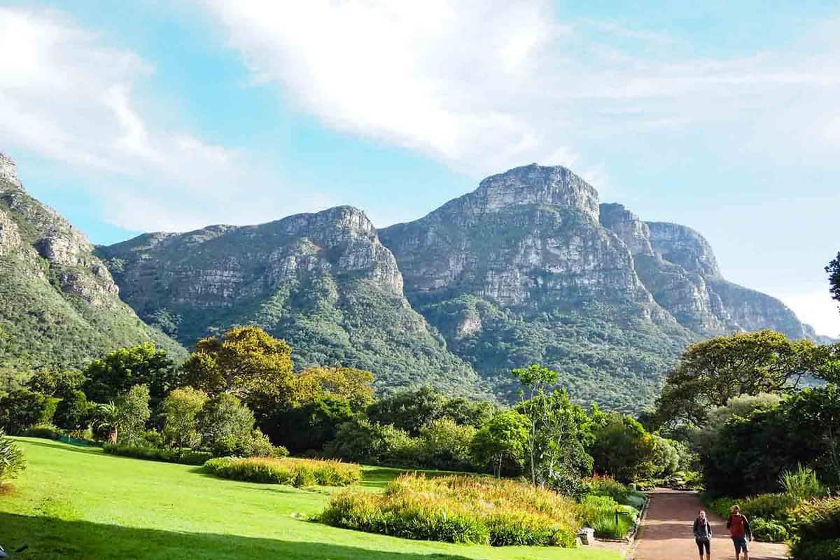Green lawn in Kirstenbosch National Botanical Garden surrounding with trees and backdrop of Table Mountain